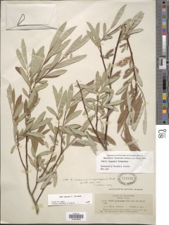 Image of Salix jepsonii