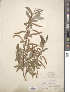 Image of Salix alba
