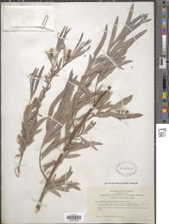 Salix exigua var. hindsiana image