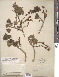Populus fremontii subsp. fremontii image