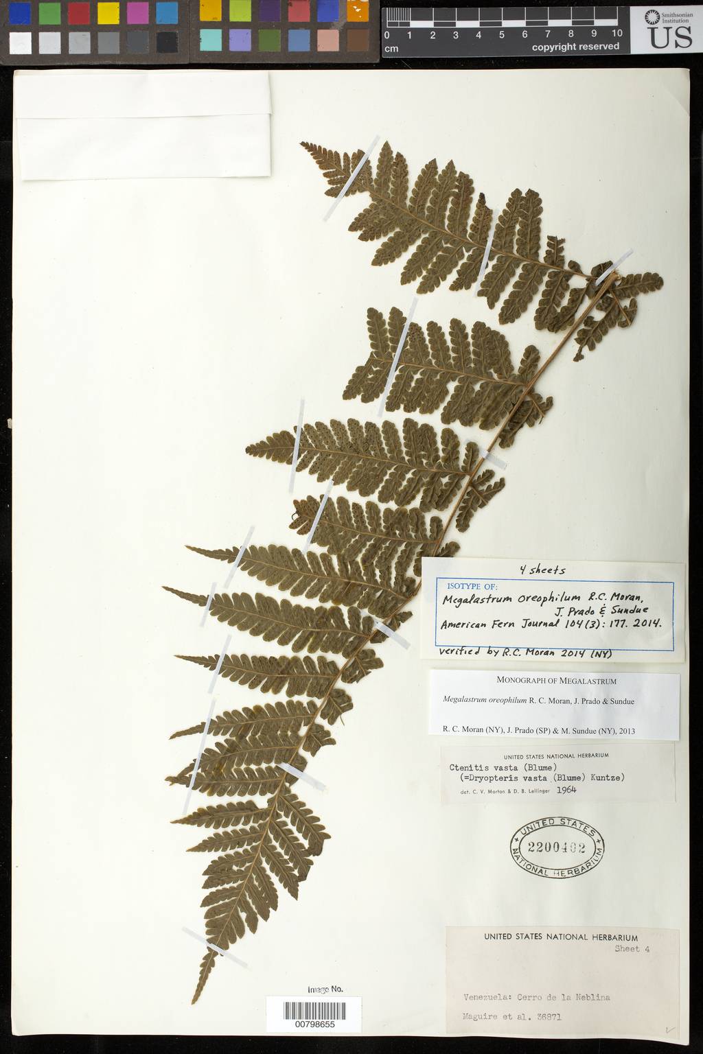 Megalastrum oreophilum image