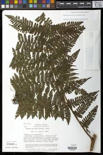 Megalastrum apicale image