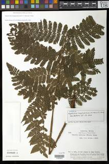 Megalastrum longiglandulosum image