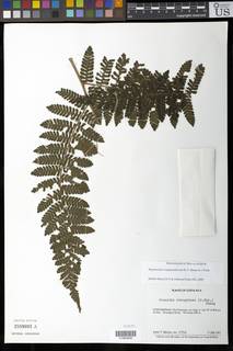 Image of Megalastrum longiglandulosum