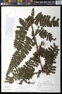 Image of Megalastrum longipilosum