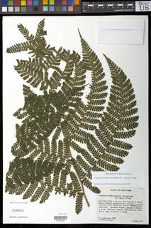 Megalastrum galeottii image