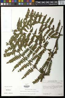 Megalastrum palmense image