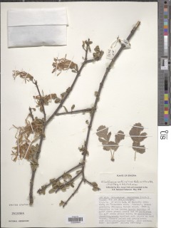Image of Erianthemum aethiopicum
