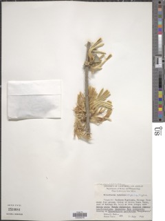 Image of Erianthemum taborense