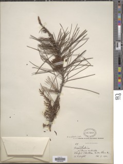 Arceuthobium campylopodum image