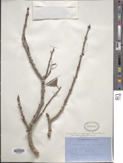 Emelianthe panganensis image
