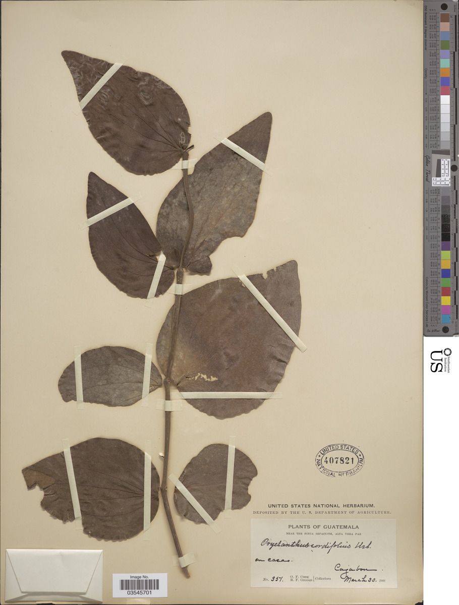 Oryctanthus image