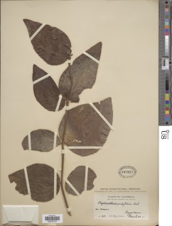 Oryctanthus cordifolius image