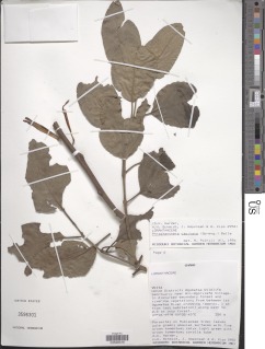 Phragmanthera capitata image