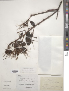 Helixanthera subalata image