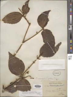 Image of Phoradendron crassifolium