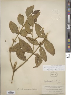 Image of Phoradendron chrysocladon