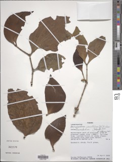 Phoradendron crassifolium image