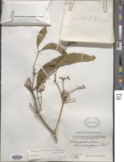 Image of Phoradendron pedicellatum