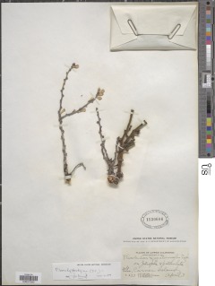 Image of Phoradendron brachystachyum