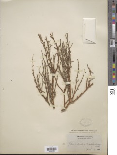 Image of Phoradendron californicum