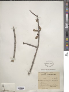 Image of Erianthemum commiphorae