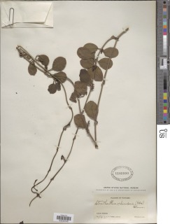 Struthanthus orbicularis image