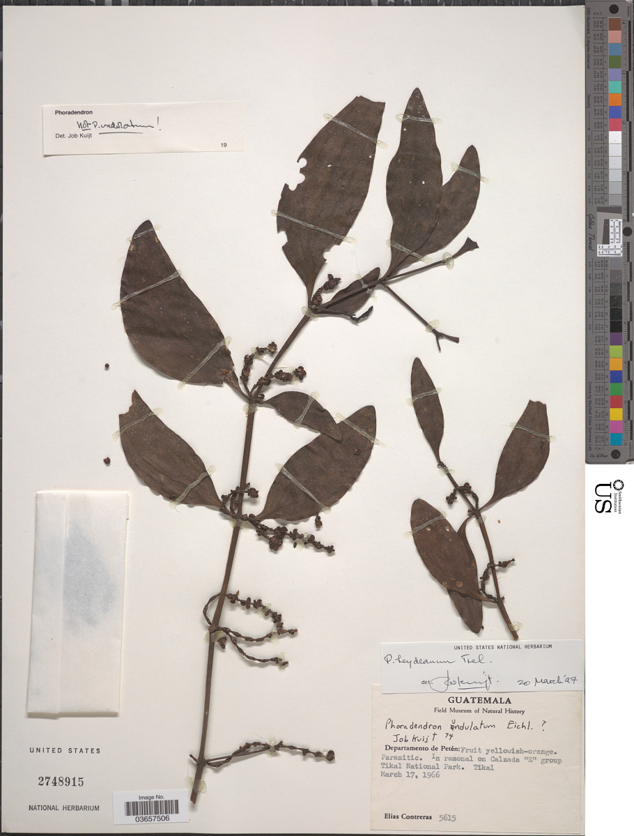 Phoradendron heydeanum image