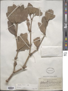 Psittacanthus krameri image