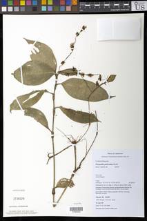 Polyspatha paniculata image