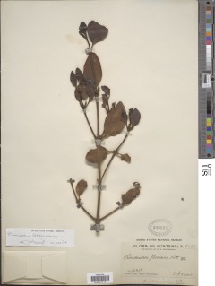 Image of Phoradendron wattii