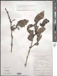 Agelanthus kayseri image
