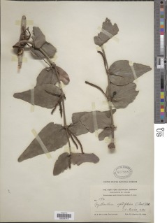 Oryctanthus cordifolius image