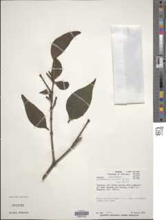 Image of Phoradendron undulatum