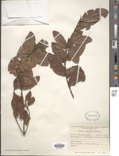 Morella salicifolia subsp. salicifolia image