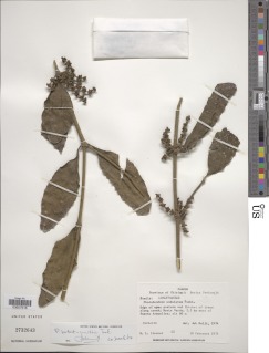 Image of Phoradendron herbert-smithii