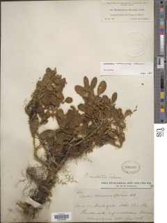 Phoradendron costaricense image
