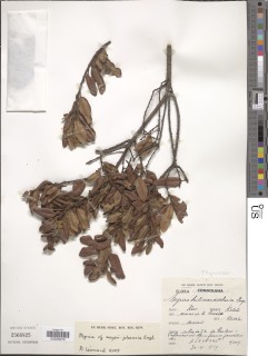 Morella salicifolia var. kilimandscharica image