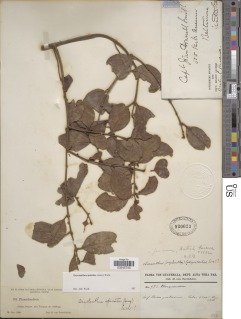 Image of Oryctanthus spicatus