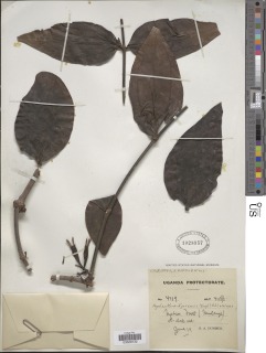 Image of Agelanthus djurensis