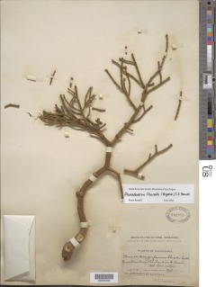 Phoradendron juniperinum image