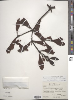 Phoradendron aguilarii image