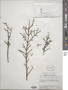 Image of Phoradendron squamigerum