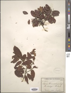 Morella salicifolia image