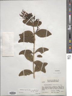 Psittacanthus rhynchanthus image