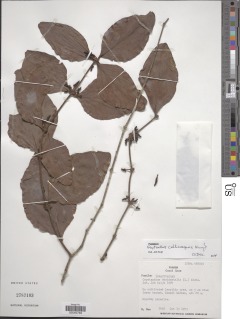 Oryctanthus callicarpus image