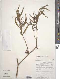 Image of Phoradendron tonduzii