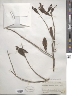Image of Struthanthus brachybotrys