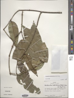 Struthanthus leptostachyus image
