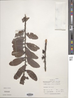 Agelanthus brunneus image